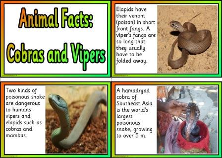 Free Printable Animal Facts Posters - Cobras and Vipers