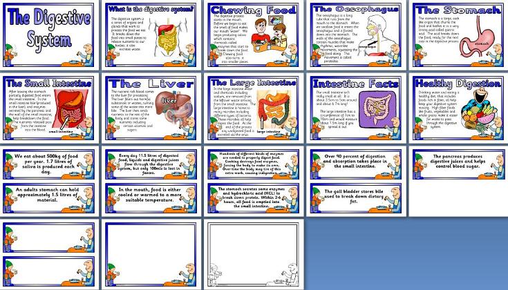 KS2 KS3 Science Teaching Resource The Human Digestive System Printable Posters For Classroom 
