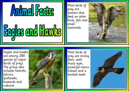 Facts about Eagles and Hawks free printable information cards