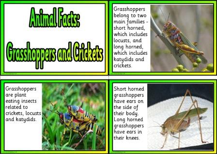 Free Printable Animal Facts Posters - Grasshoppers and Crickets