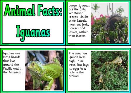 Free printable Iguanas information fact cards