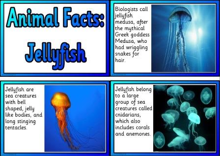 Jellyfish animal facts free printable posters or cards