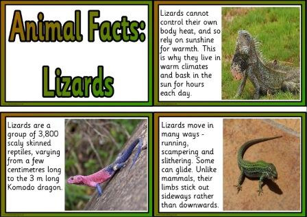 Free printable lizards animal facts cards for display