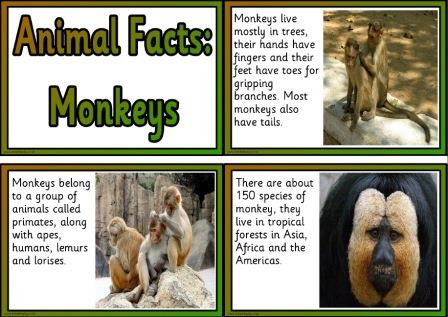 Printable free display cards all about monkeys