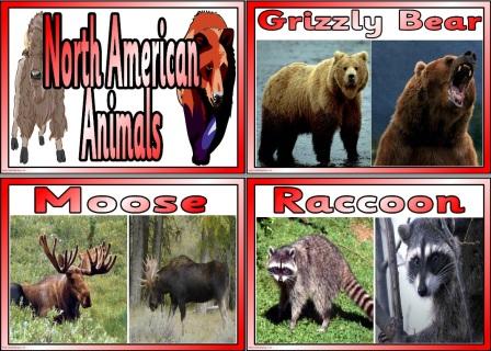Match the North American Animals to their descriptions Photo Cards