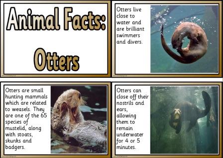 Free printable animal facts cards about otters