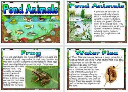 Free Printable Pond Animals Science Posters
