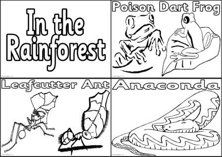 Rainforest Printable Colouring Pages