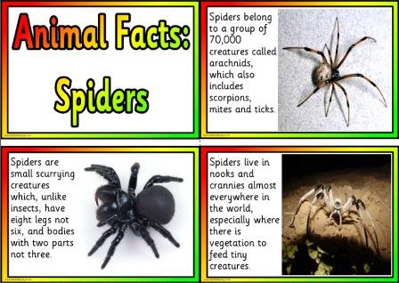 Free Printable Animal Facts Posters - Spiders