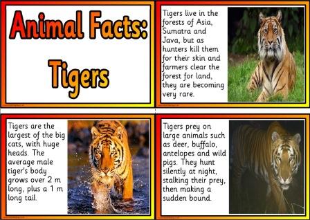 Free Printable Animal Facts Posters - Tigers