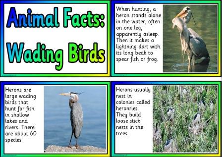 Free printable posters for kids - animal facts, wading birds
