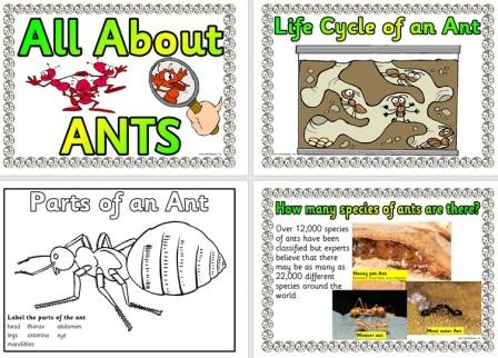 Free Ants Posters Life Cycle Facts and More