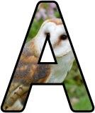 Free Barn Owl alphabet, digital letters, display lettering sets.