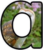Free Barn Owl alphabet, digital letters, display lettering sets.