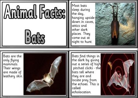 Free printable bat information cards