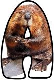 Free printable animal lettering, beaver letters for classroom display, scrapbooking, bulletin board headings.