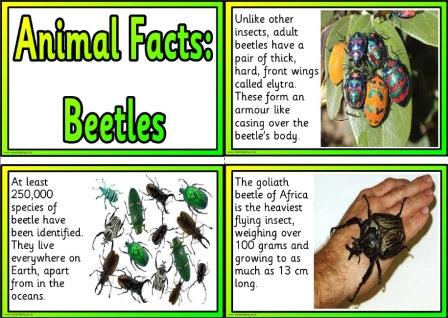 Beetle animal facts free printable posters for display