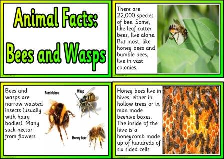 Free animal facts cards about bees and wasps