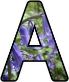 Free printable Bluebell lettering sets.