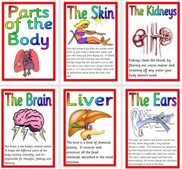 Free Printable Body Parts Posters