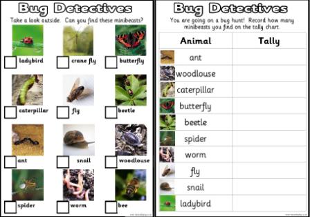 Bug Detectives Worksheets