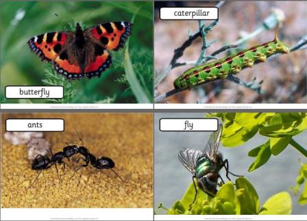 Bug Photo Cards