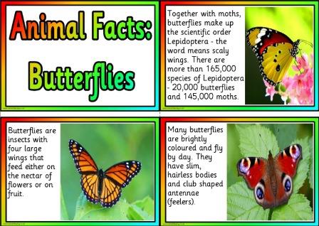 Free Printable Animal Facts Posters - Butterflies