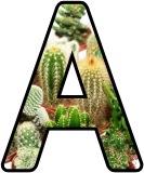Free printable instant display digital lettering with a cacti plant background.
