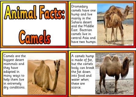 Free printable camel information cards