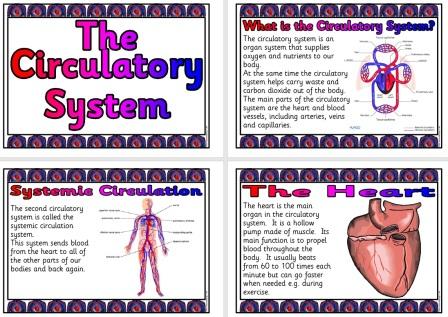 Free Science Teaching Resource Circulatory System