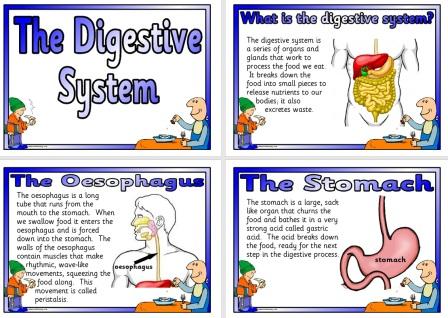 Free Printable Science Resource Digestive System