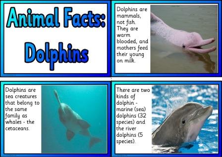 Free printable dolphins information cards
