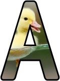 Free printable Duckling background instant display digital lettering sets for classroom display.