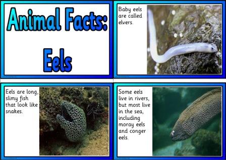 Free Printable Animal Facts Posters - Eels