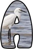 Free instant display letter sets for classroom bulletin board displays with a Egret background image.