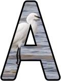 Free instant display letter sets for classroom bulletin board displays with a Egret background image.