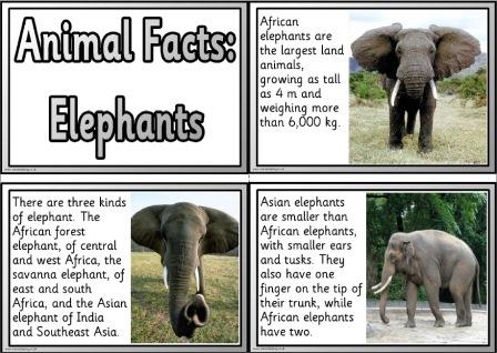 Free printable elephants information fact cards