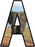 Elephant lettering sets, free to download and print for your classroom display