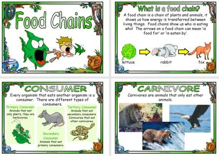 Printable Food Chains Science Posters
