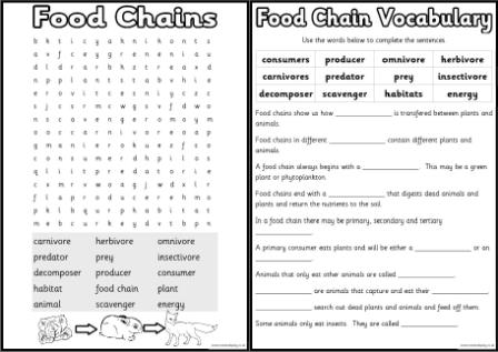Free Printable Food Chains Worksheets for Science