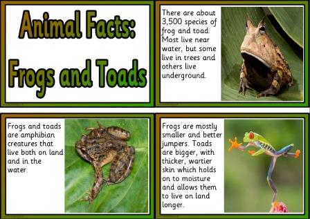 Free frog and toad animal facts printable information cards