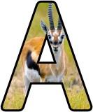 Free Gazelle  background display lettering sets