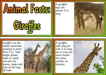 Free Printable Animal Facts Posters - Giraffes