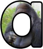 Free printable Silverback Gorilla background instant display digital letters sets for classroom display, scrapbooking and bulletin board display.