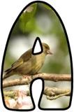 Free printable instant display digital lettering sets with a Greenfinch background.