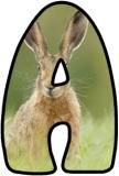 Printable Hare background display alphabet lettering set for classroom display board headings.