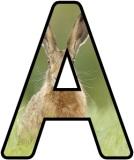 Printable Hare background display alphabet lettering set for classroom display board headings.