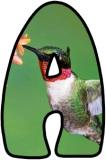 Hummingbird background instant display digital, printable, lettering sets.