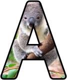 Free Koala Bear lettering sets, display letters.