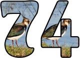 Free printable Lapwing background digital lettering sets for classroom bulletin board display.